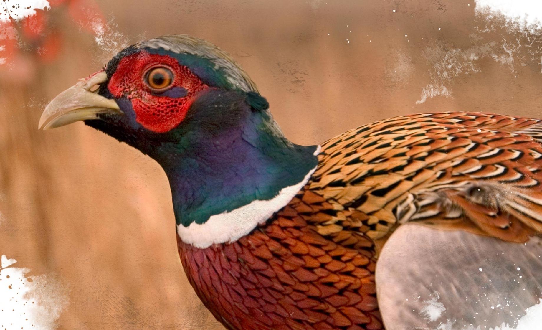 Pheasant
