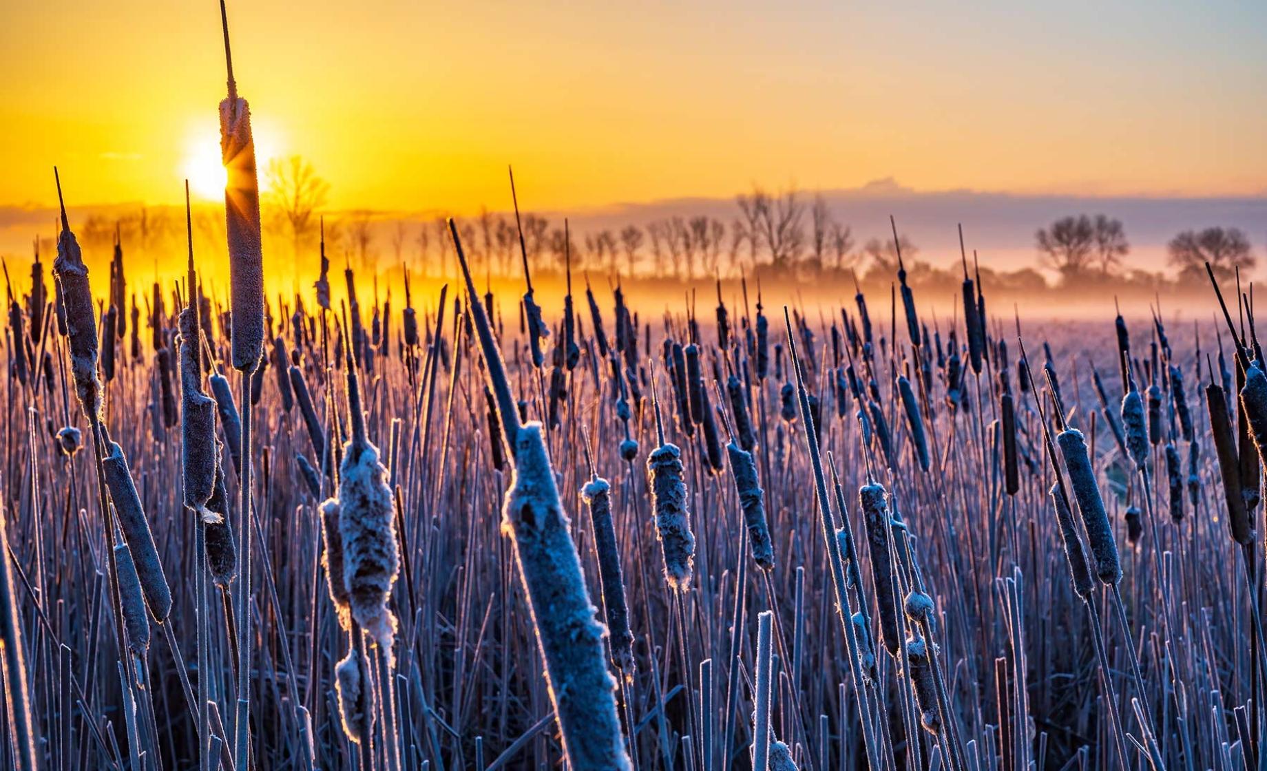 Frost covered cattails at sunrise
