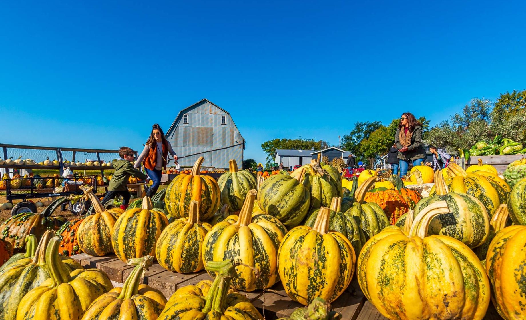 Kids and parents walking through Big Stone Pumpkin Patch
