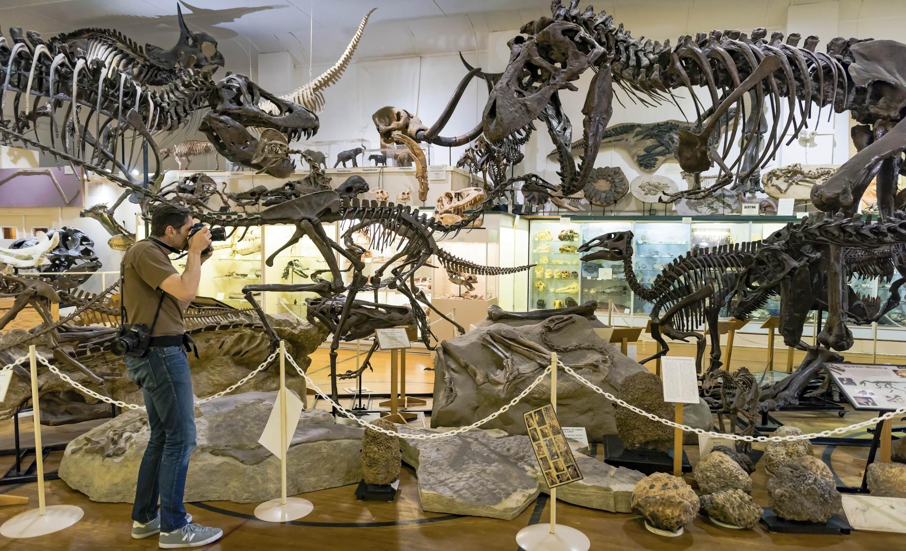 Dinosaur Fossil s, Black Hills Institute of Geology, Hill City, South Dakota