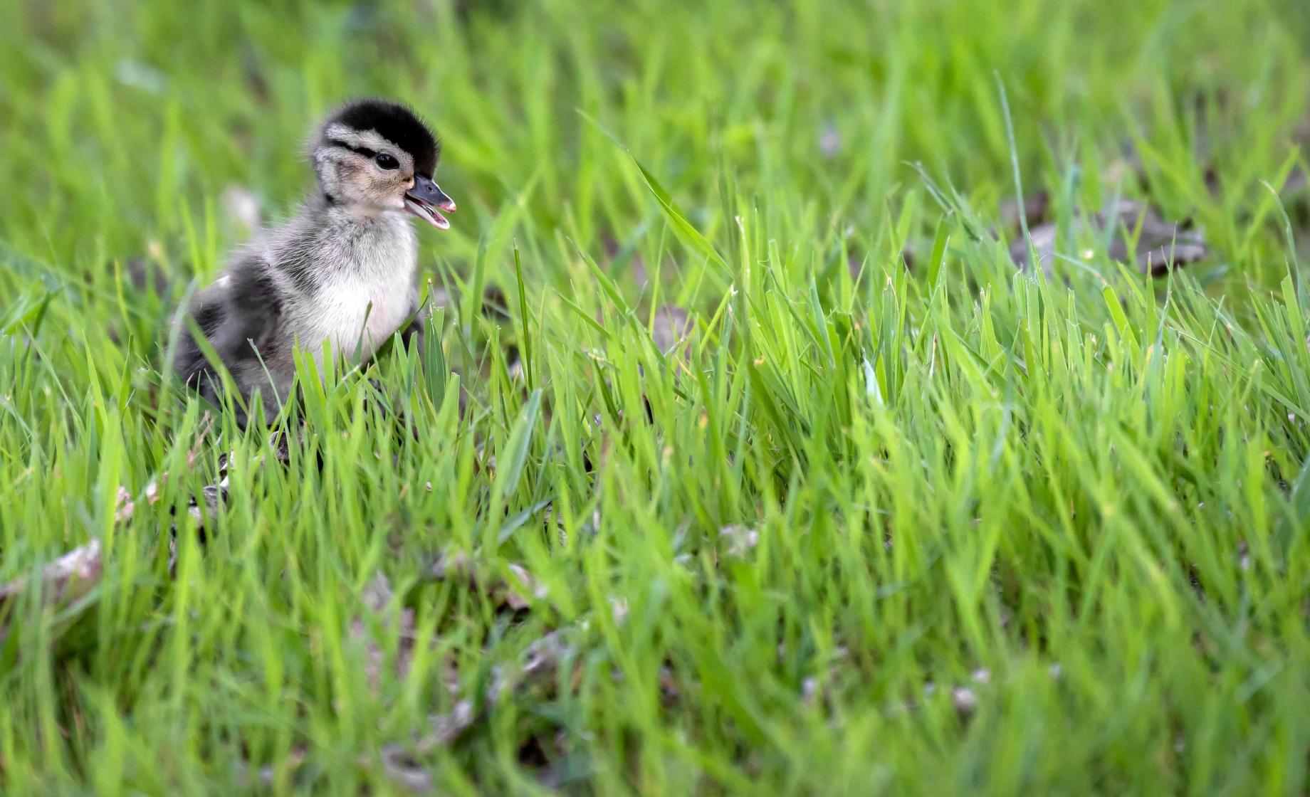 A baby duck in grass in Watertown