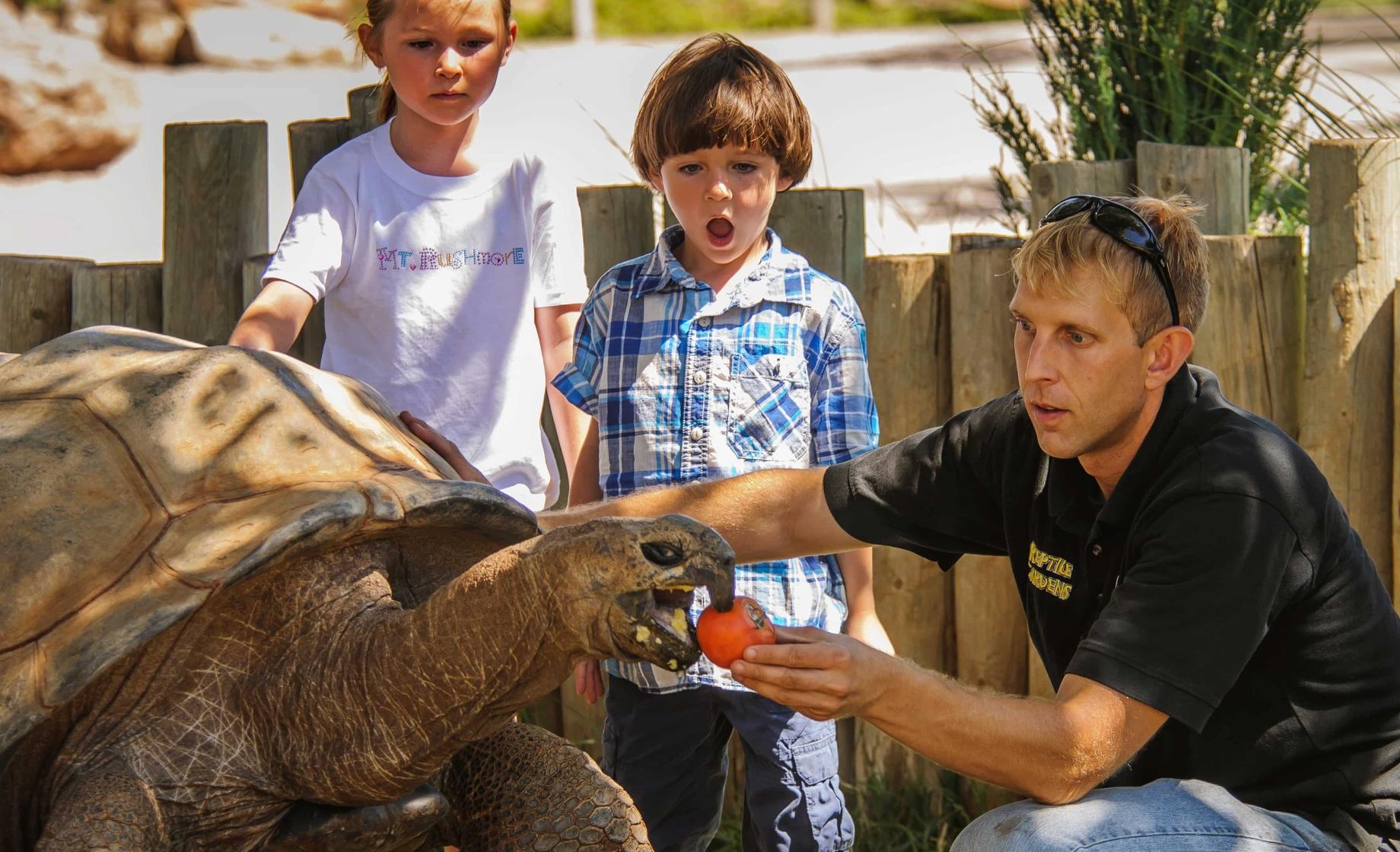 A man feeds fruit to a tortoise in front of two amazed kids at Reptile Garden
