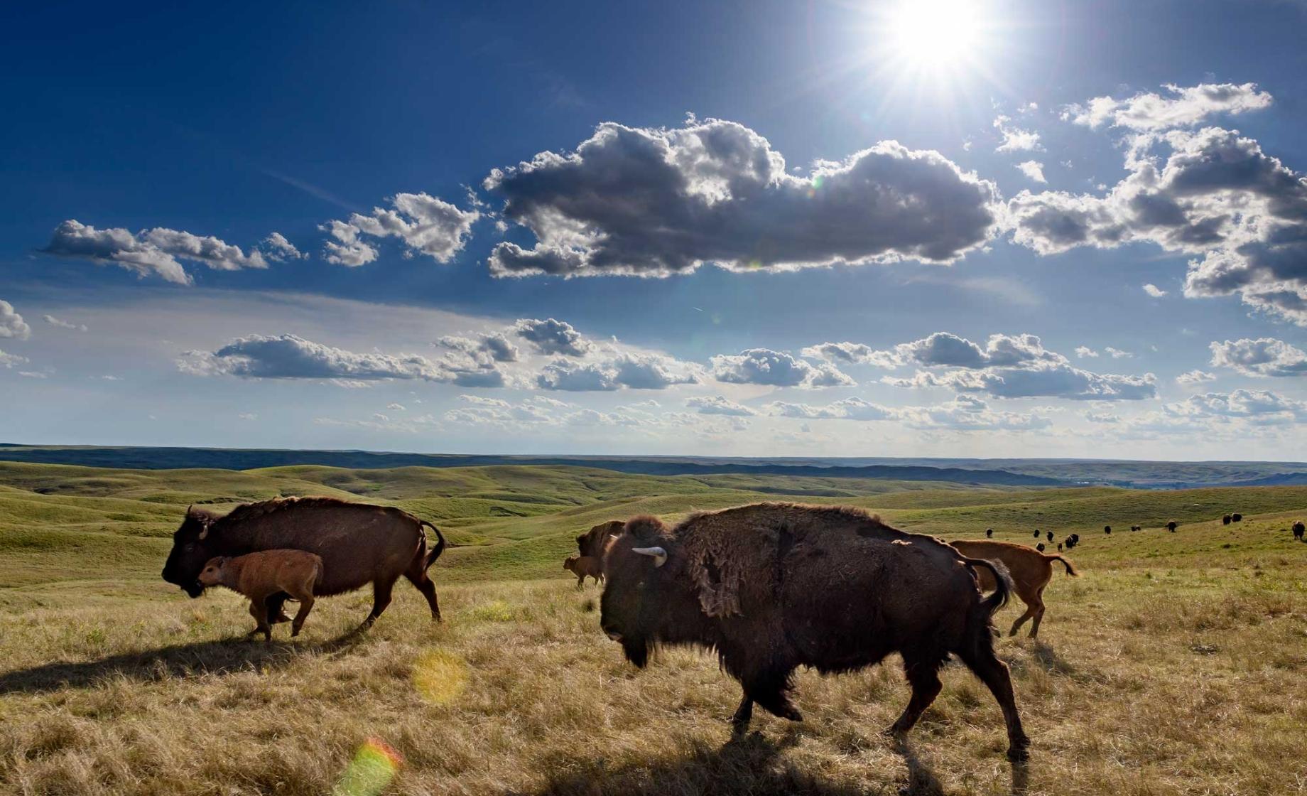 Buffalo running across the plains