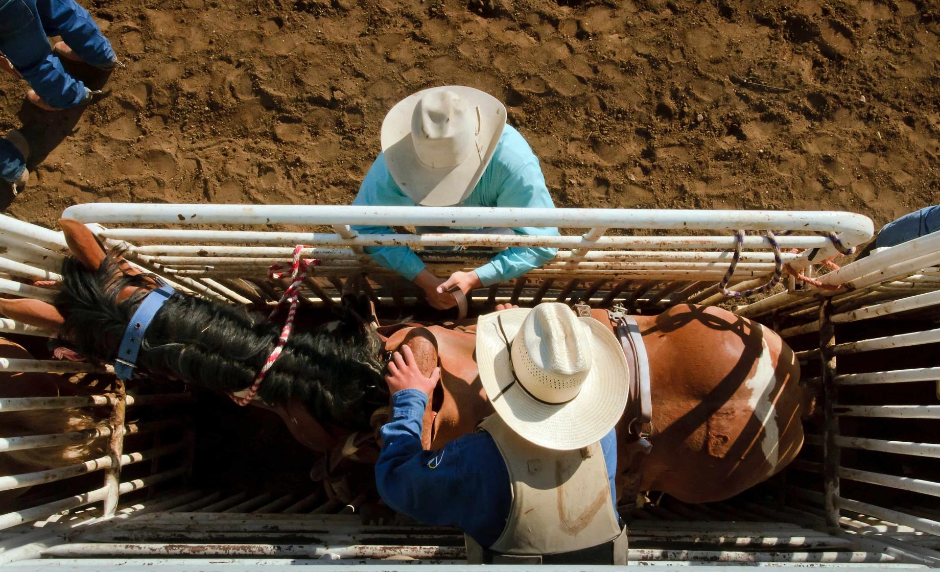 The camera looks down on two cowboys and a horse in a chute at a rodeo