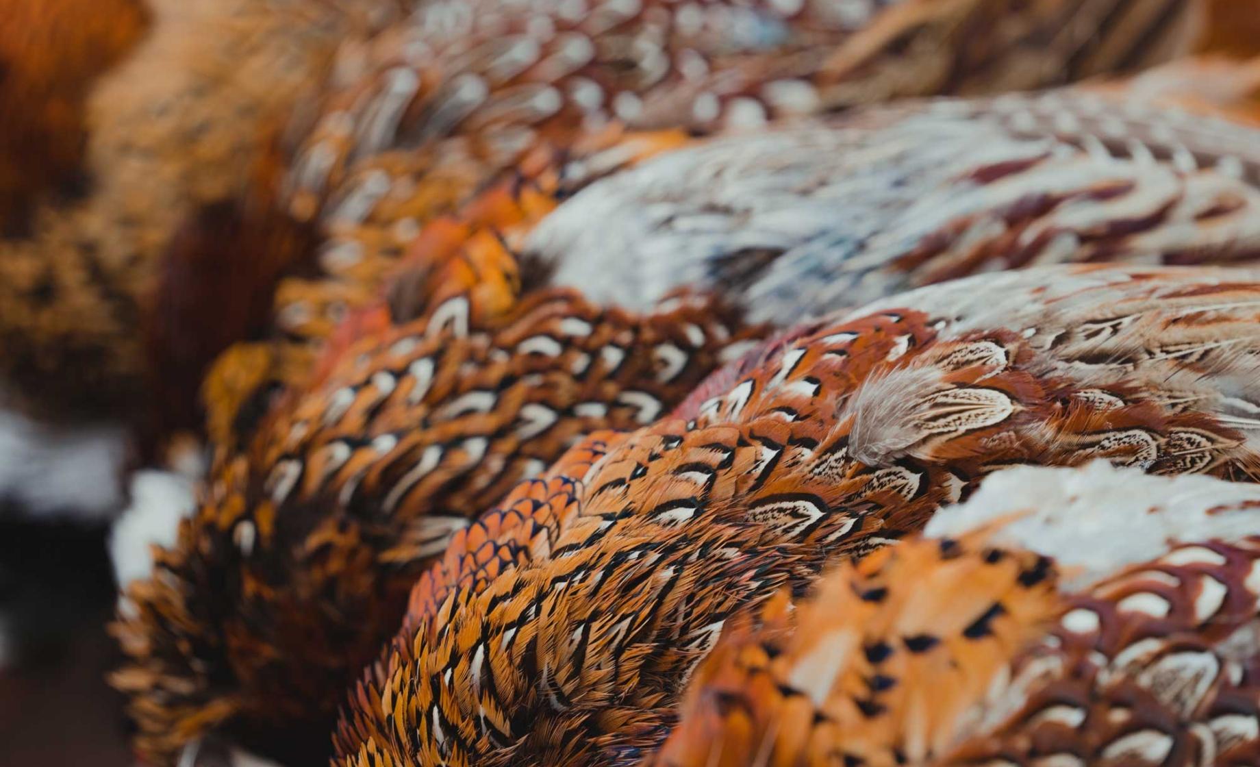 Pheasant chests