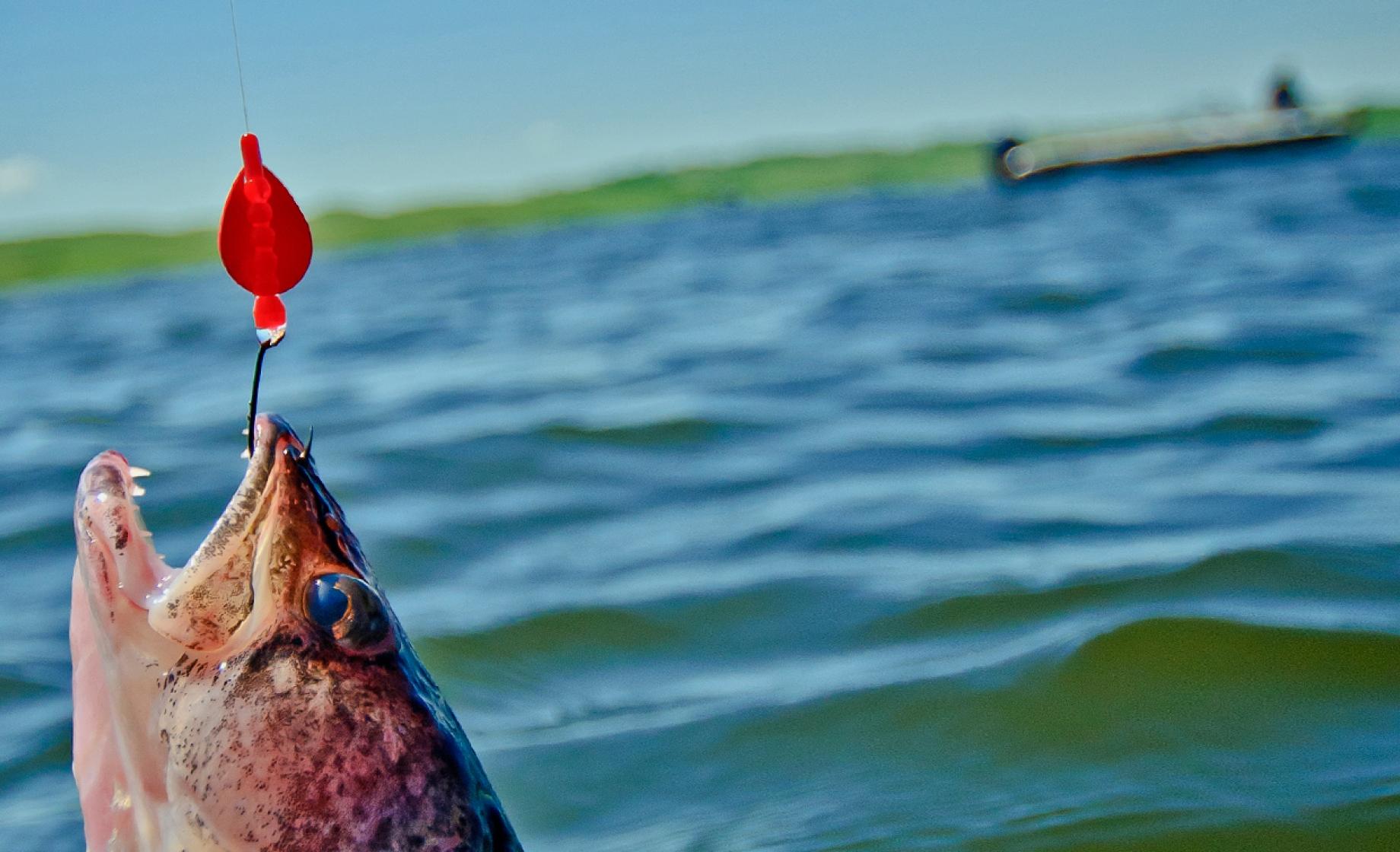 Hooked fish, South Dakota