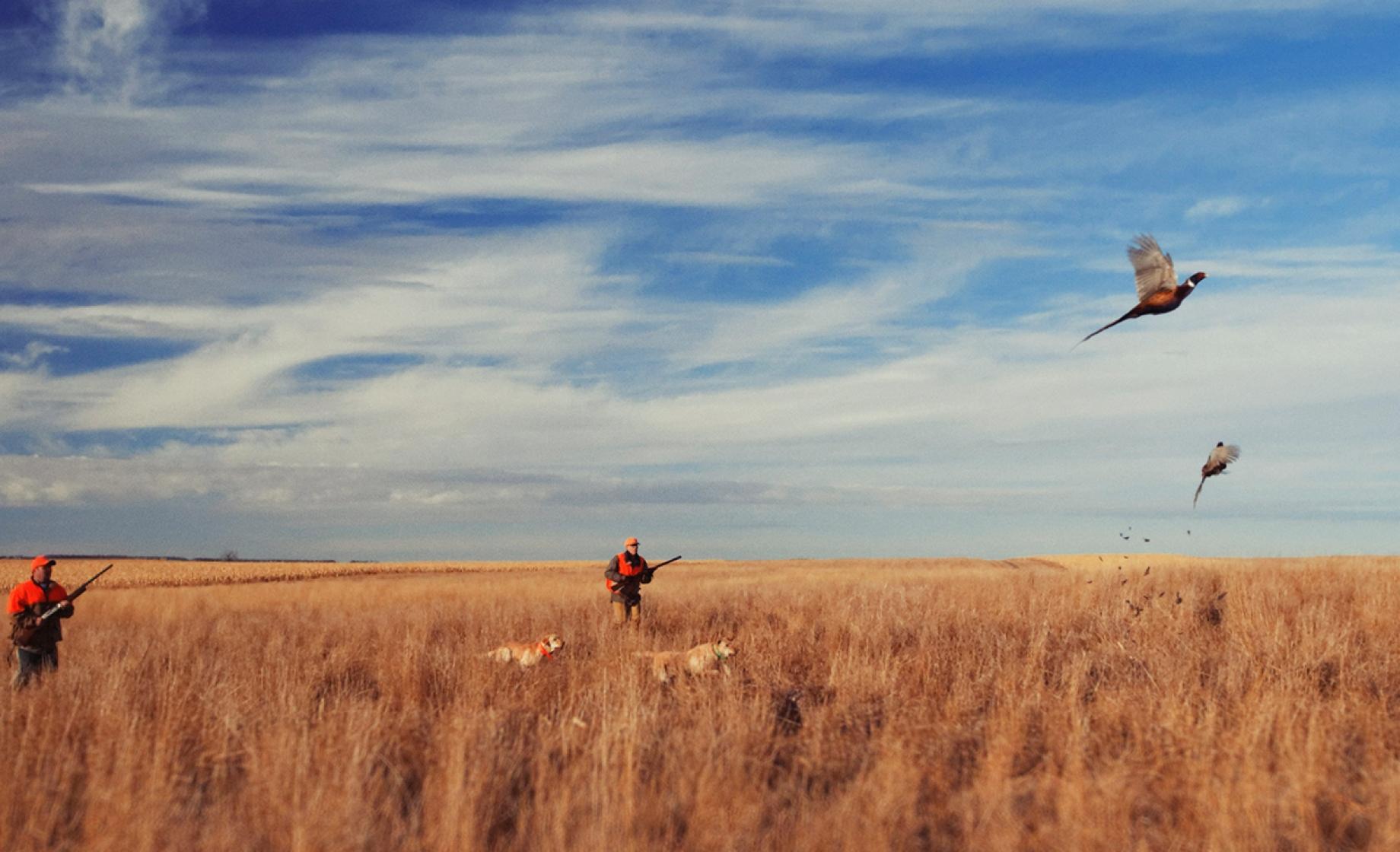 Pheasant hunting, South Dakota