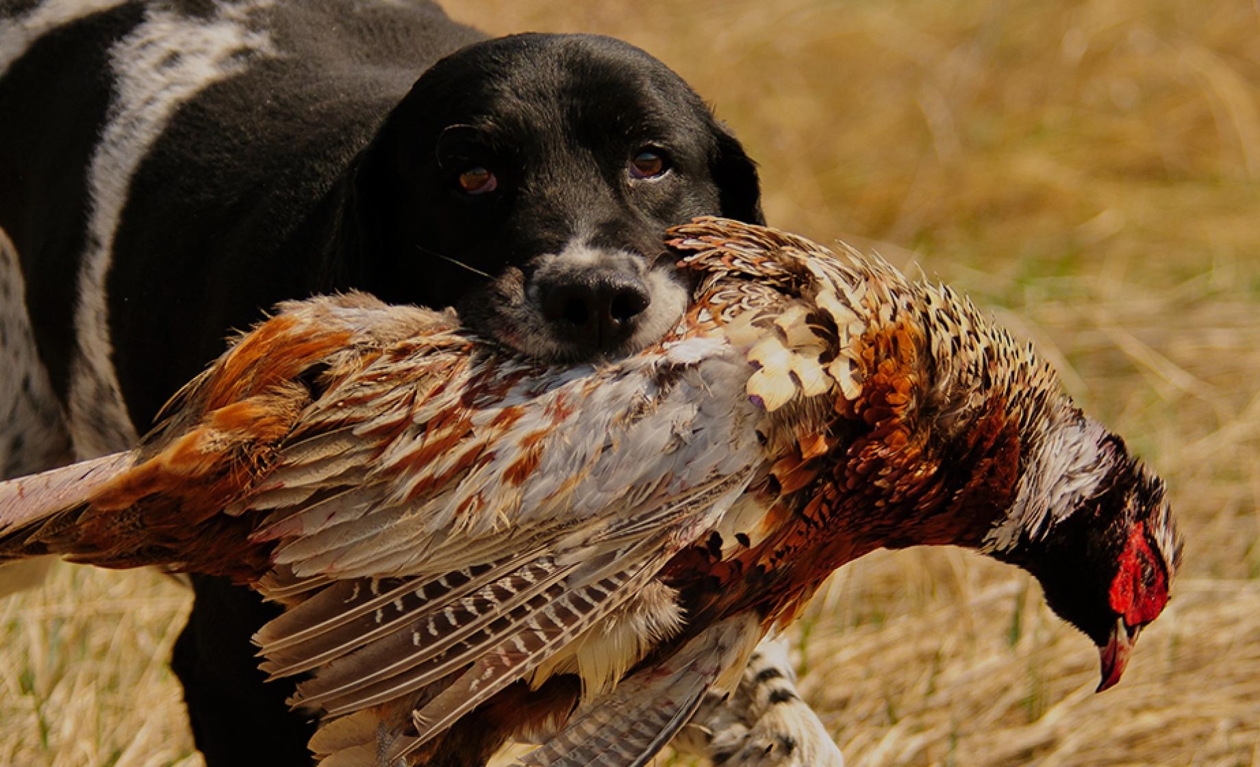 what is a good pheasant hunting dog