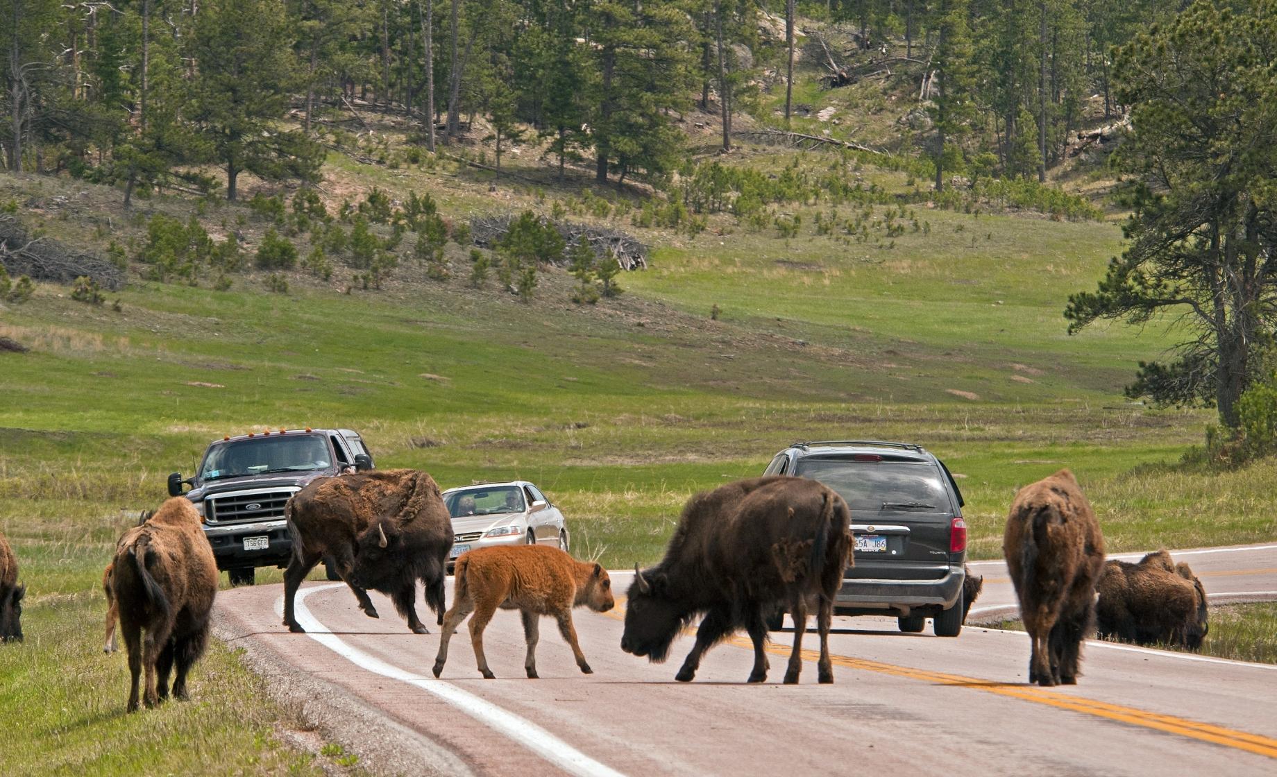 Wildlife Loop Scenic Byway, Bison