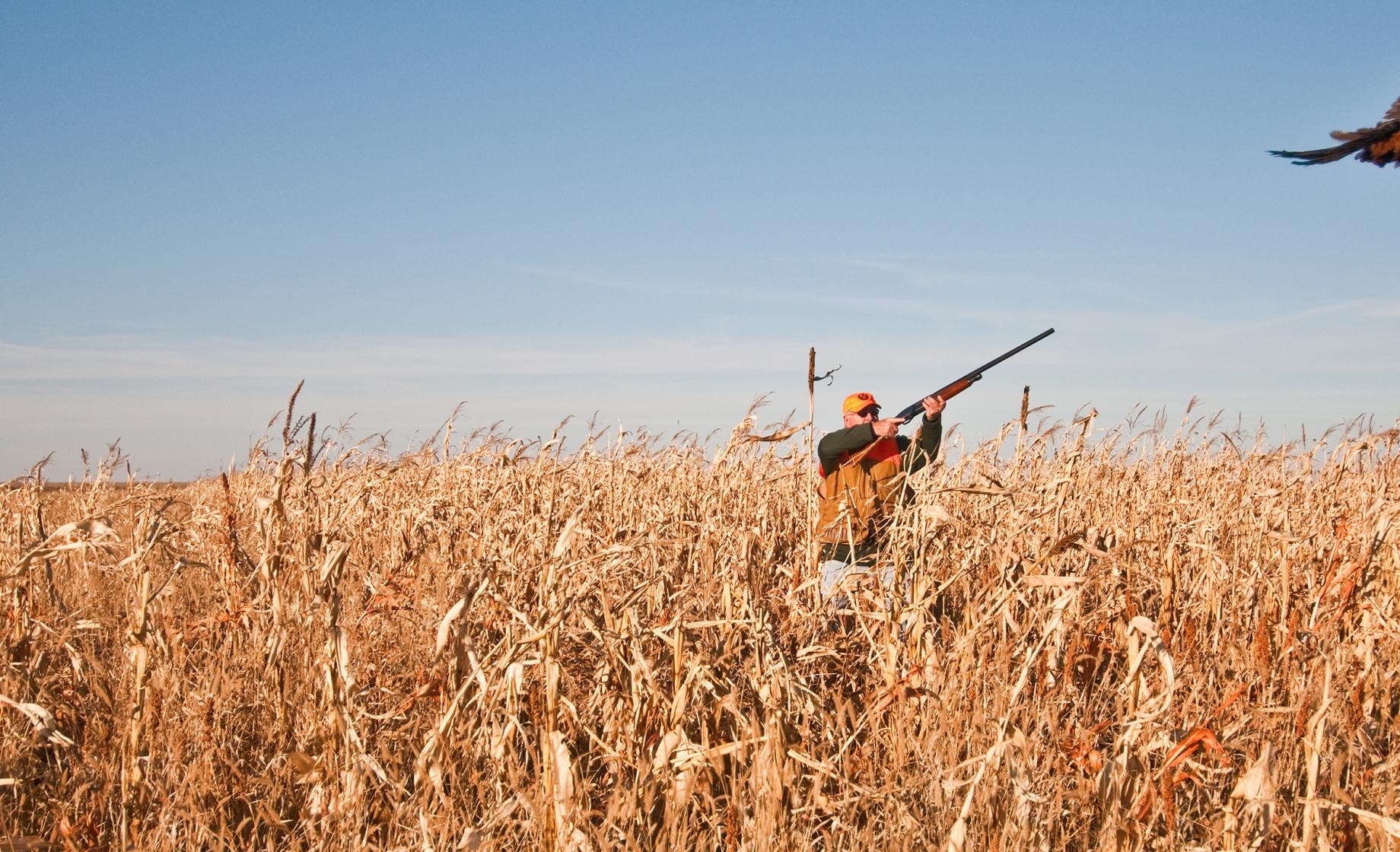 pheasant hunting