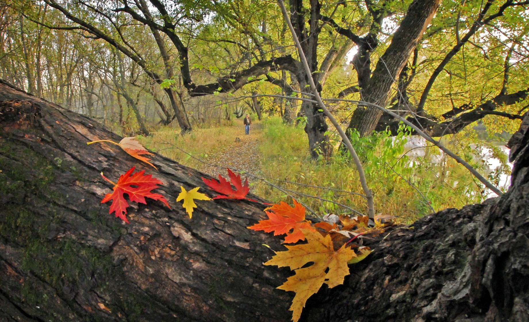Fall leaves, Big Sioux State Recreation Area