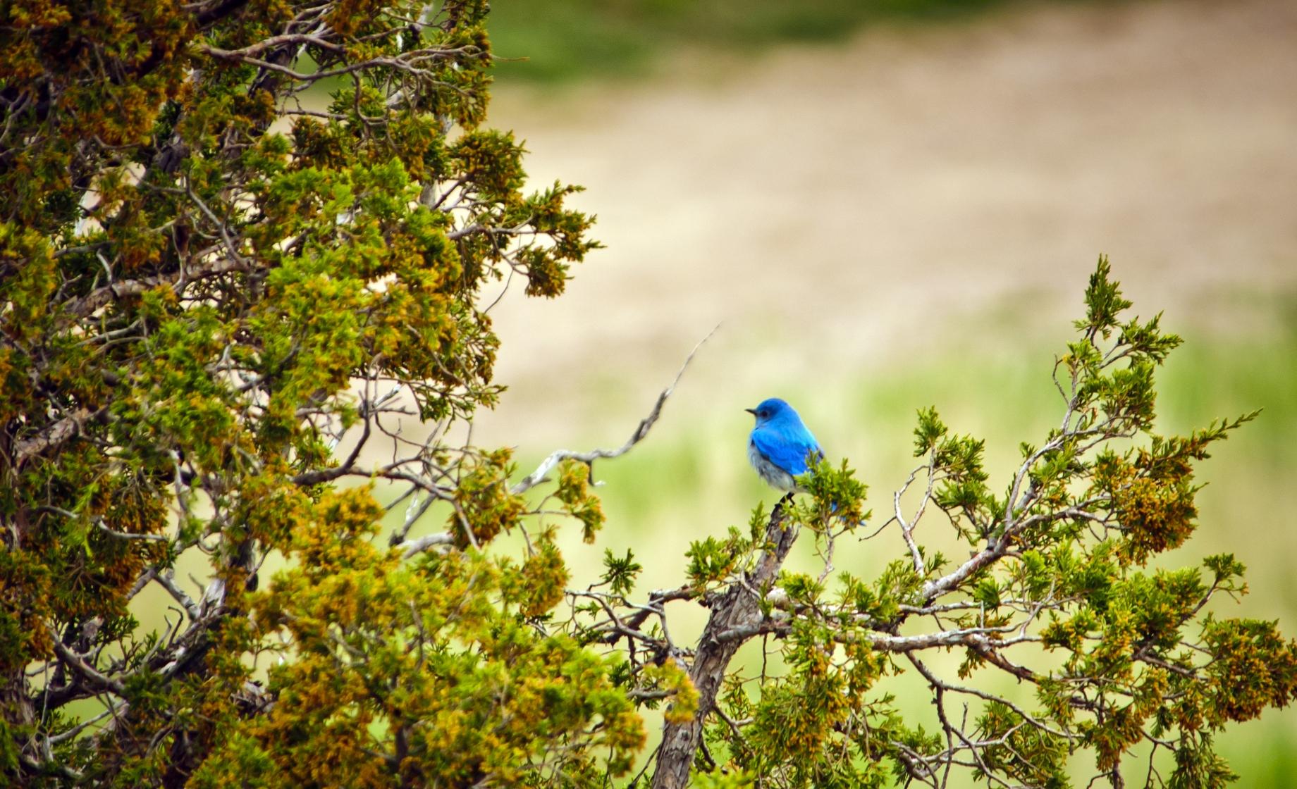 Mountain Bluebird