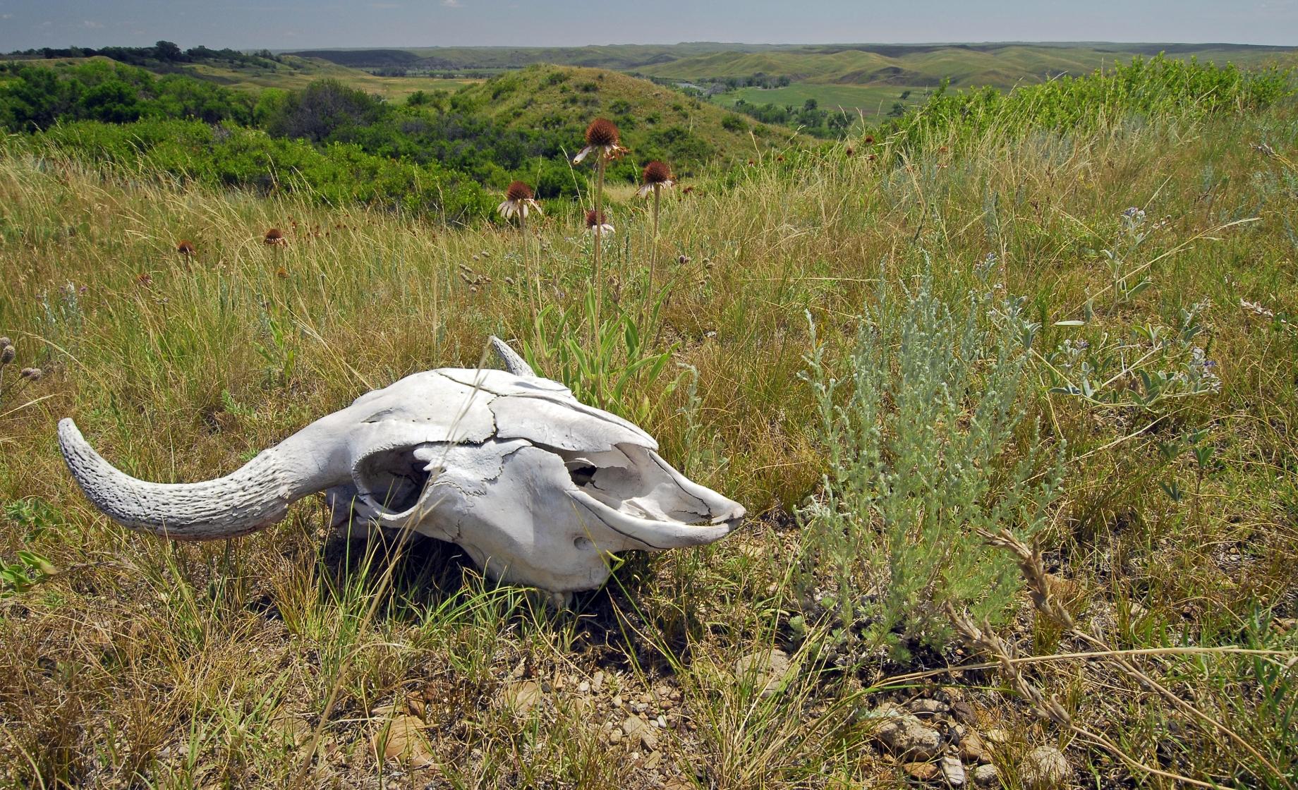 Buffalo skull