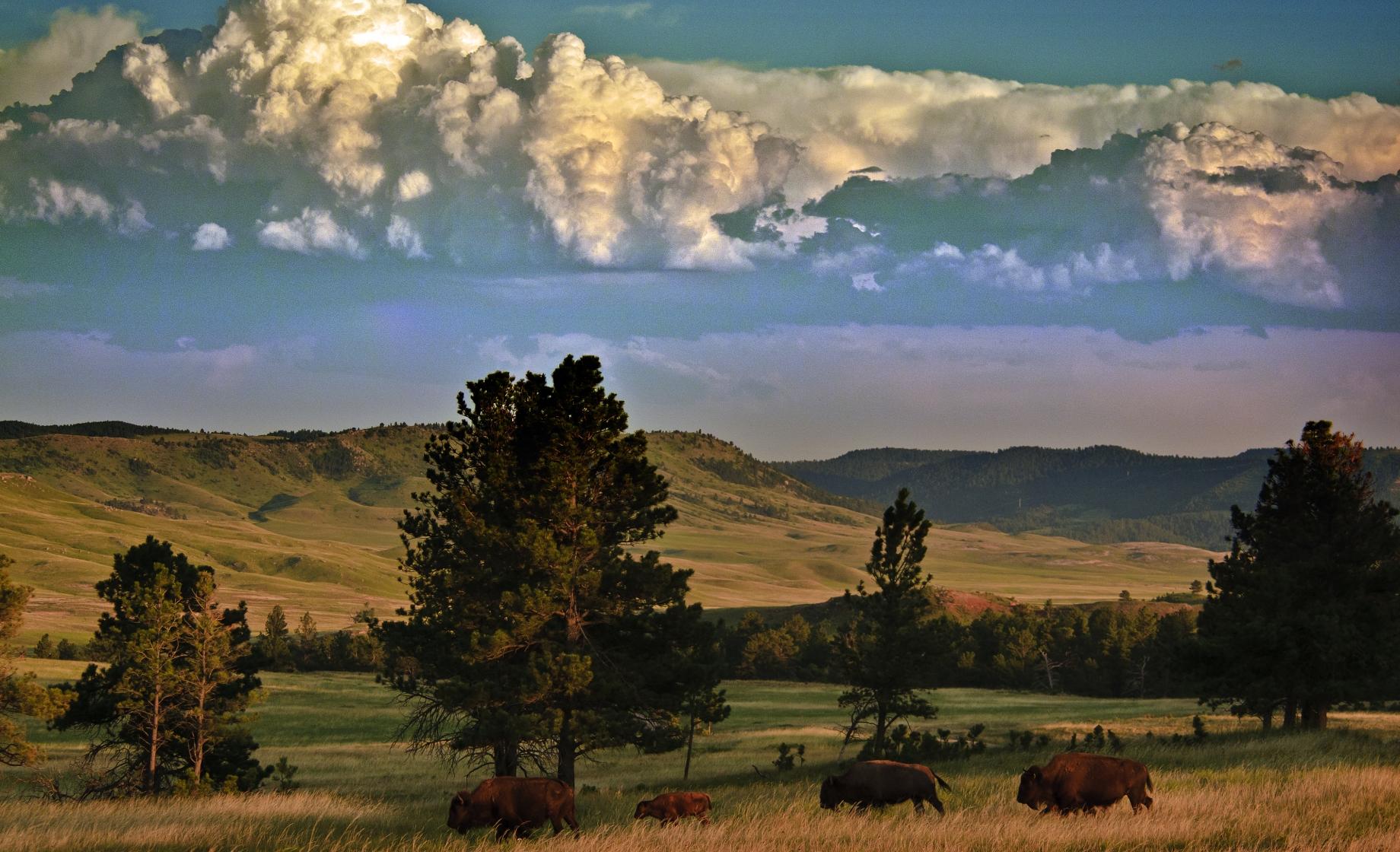 Buffalo, Wind Cave National Park