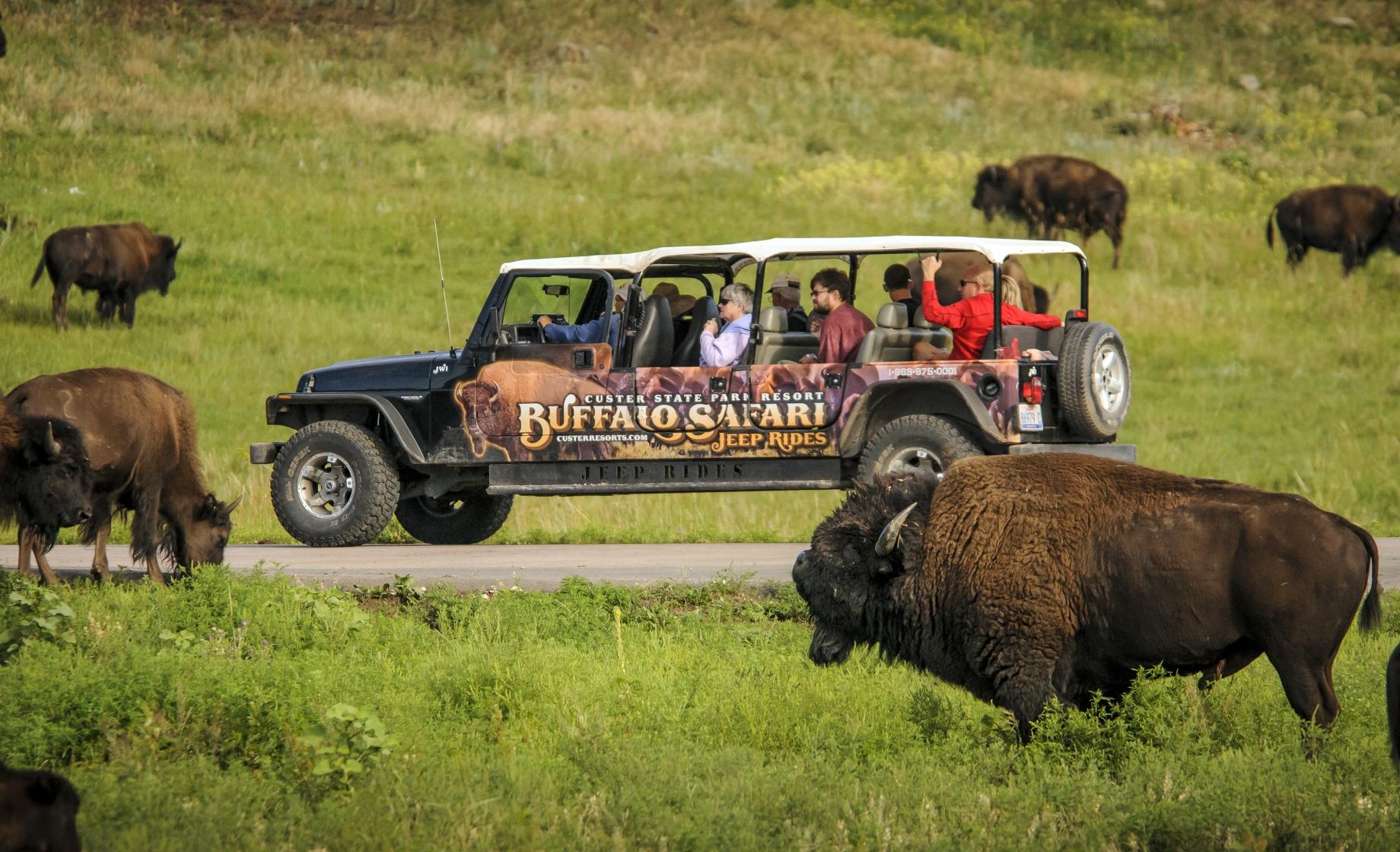 Custer State Park, Bison, Jeep rides