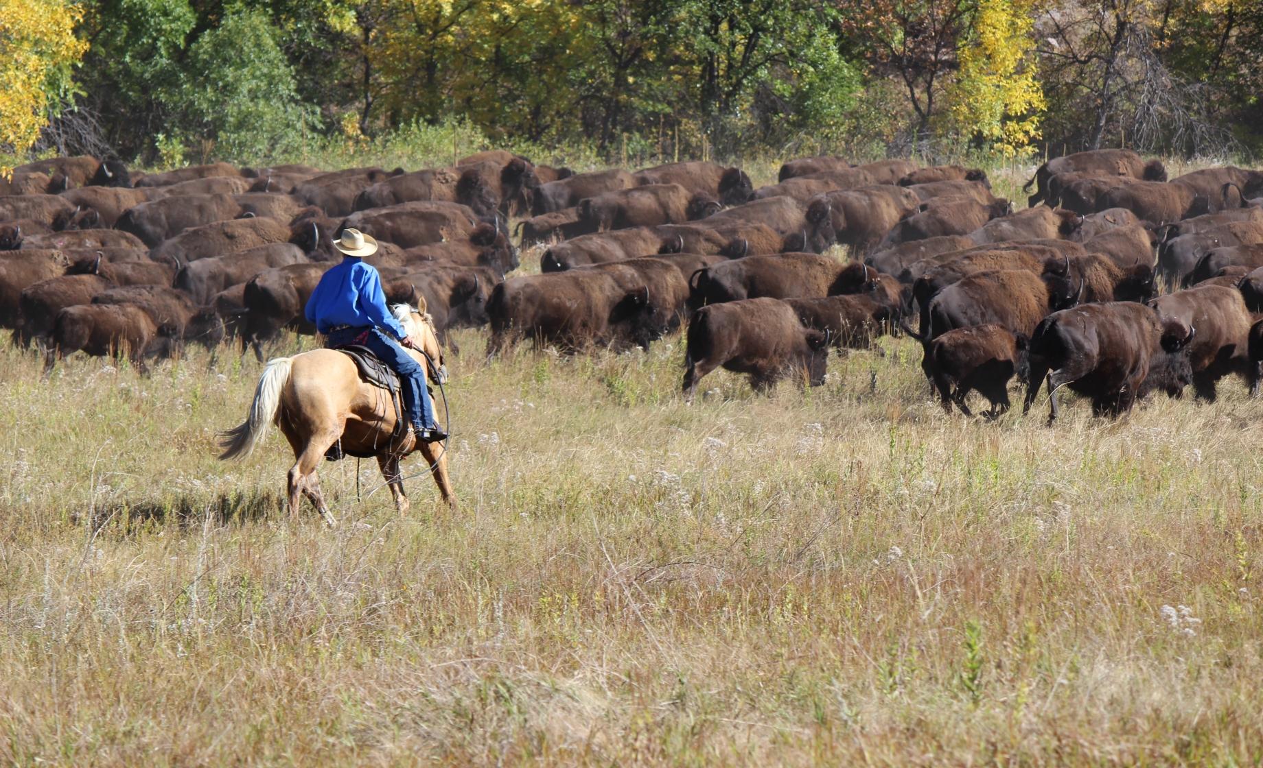 Custer State Park Buffalo Roundup