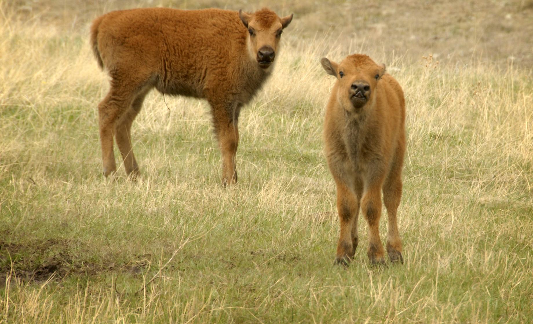 Baby bison