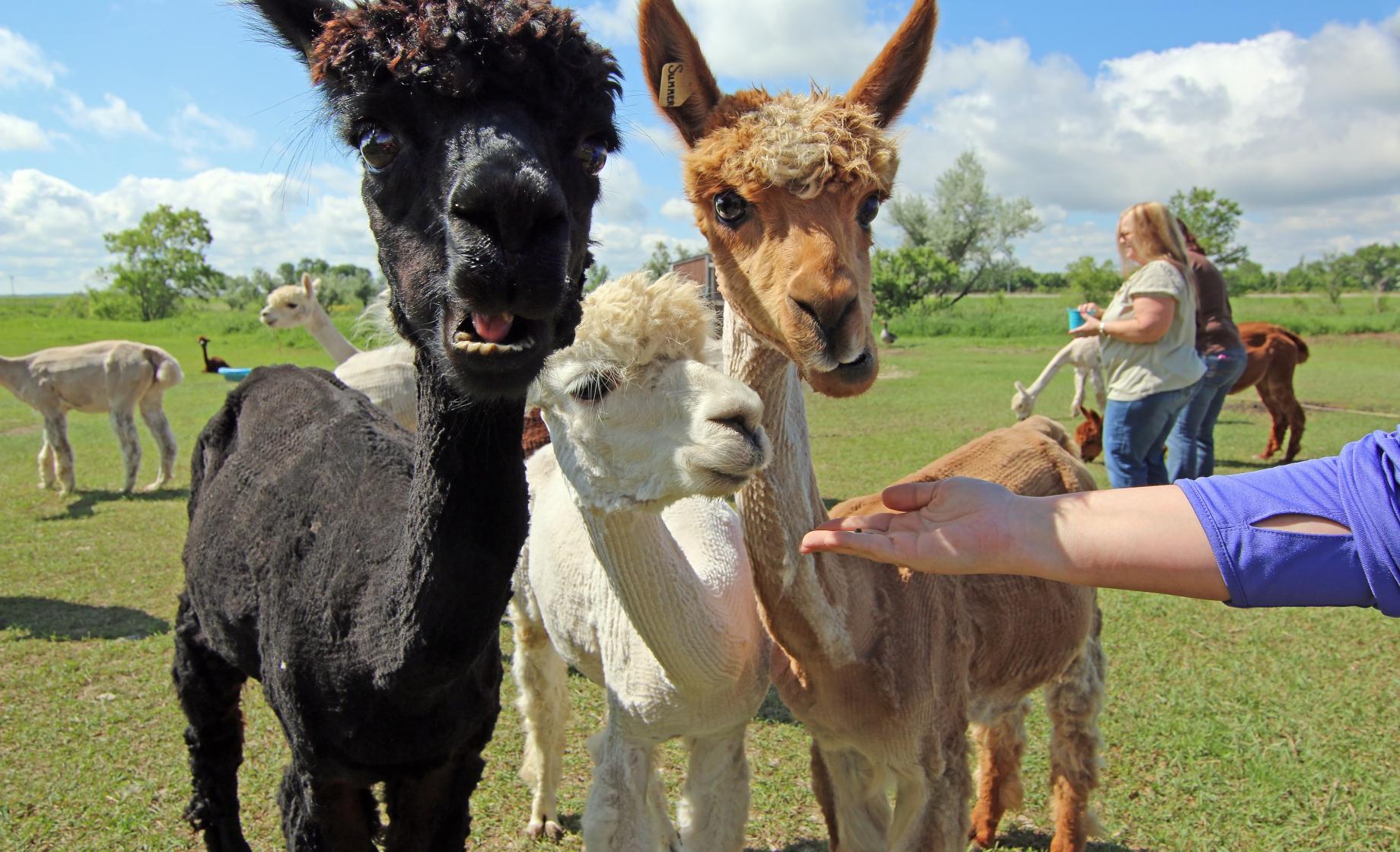 Caputa alpacas