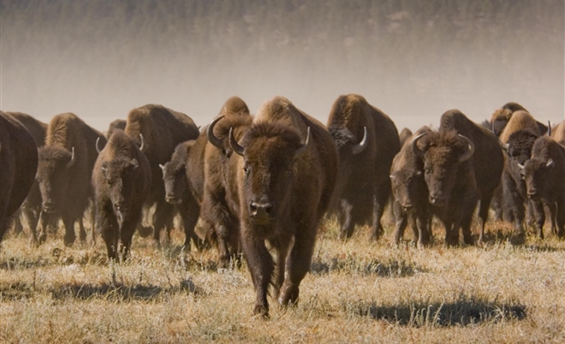 Buffalo in Custer State Park