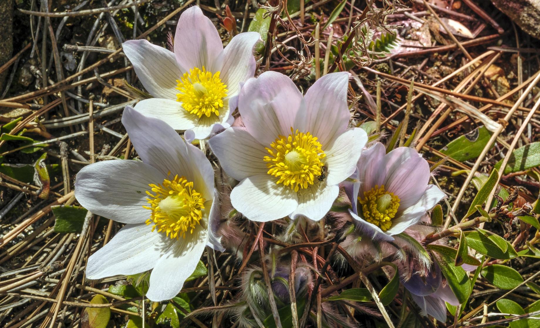 Spring flowers