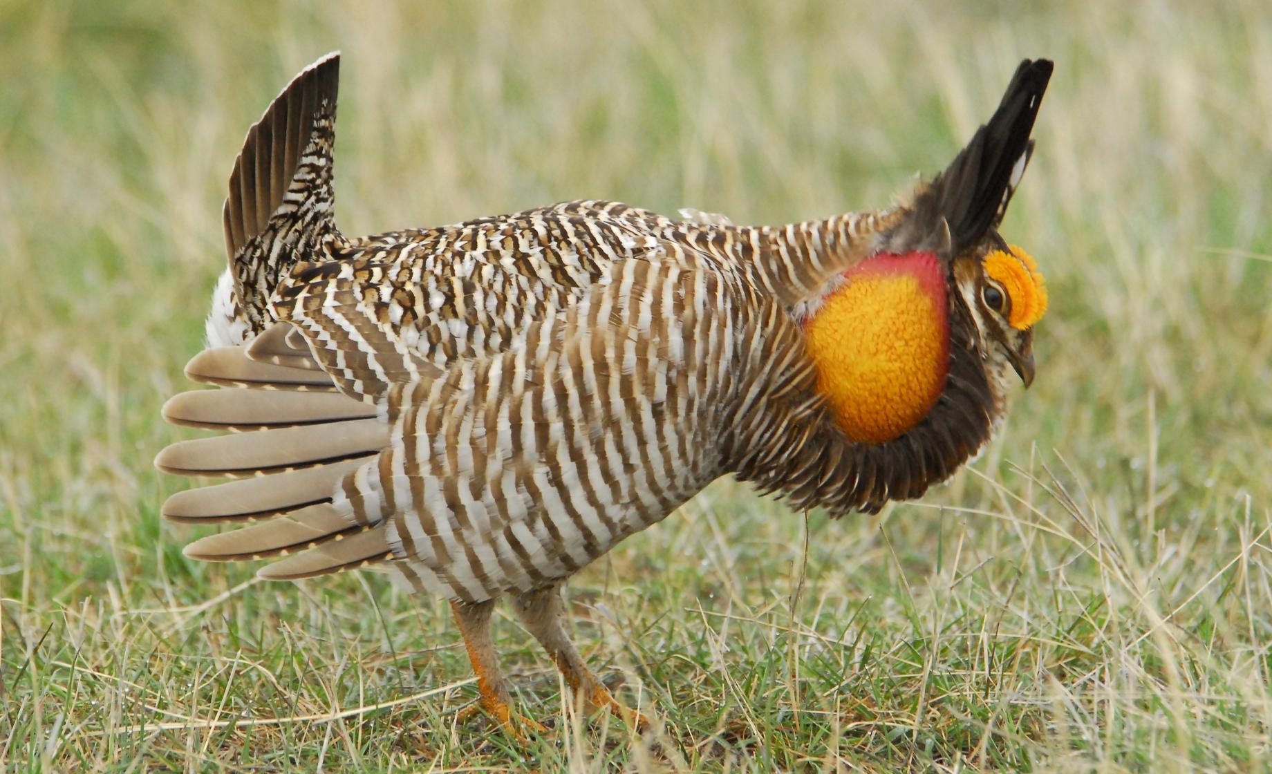 Prairie Chicken
