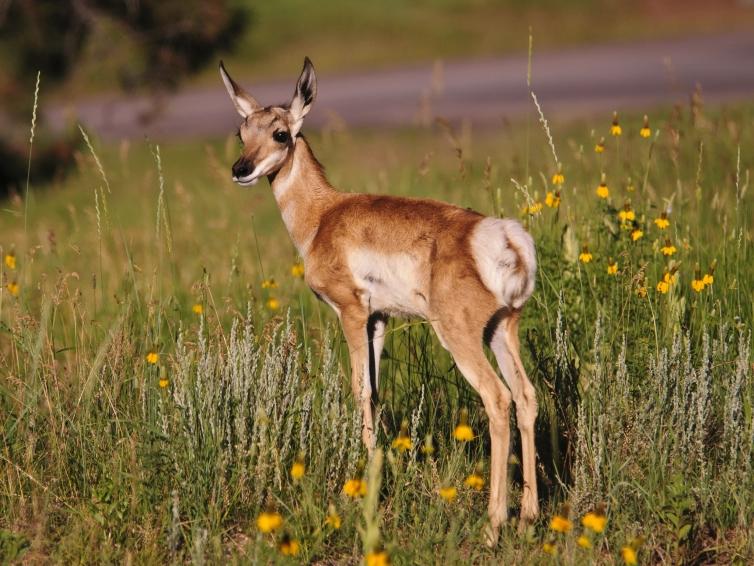 Wildlife Loop, byway, deer