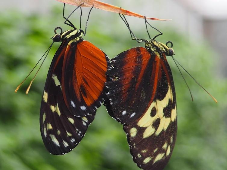 butterfly house