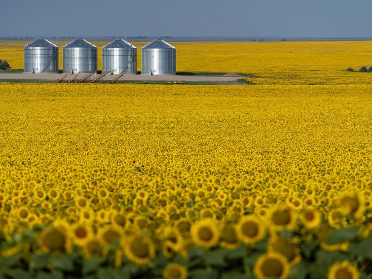 Sunflower Field