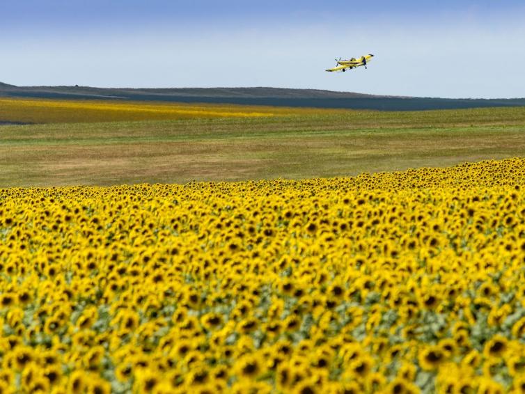 Plane with Sunflowers