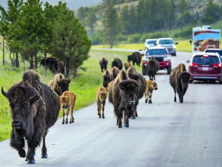Custer State Park allows you to get close to various animals through the 18-mile Wildlife Loop Scenic Byway.