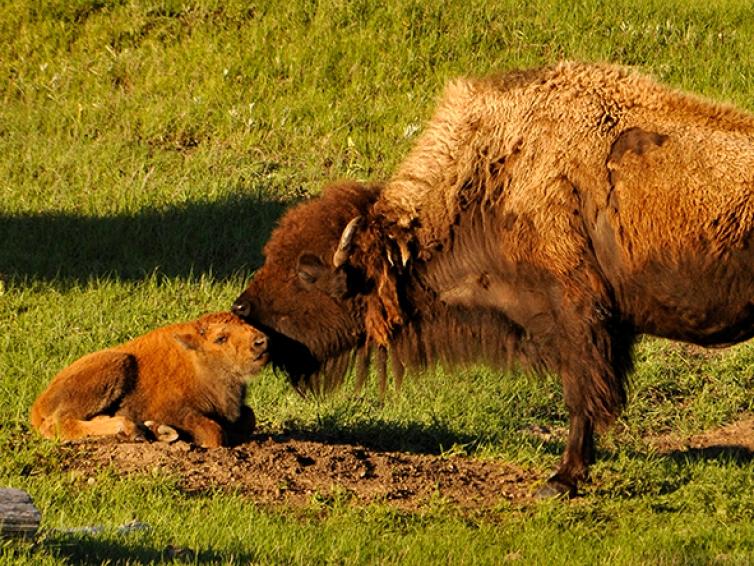 For Kids: Wildlife of South Dakota