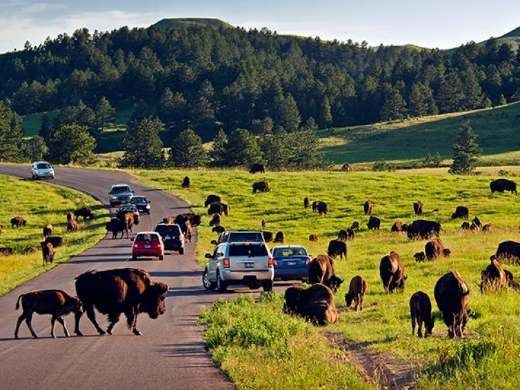 Buffalo