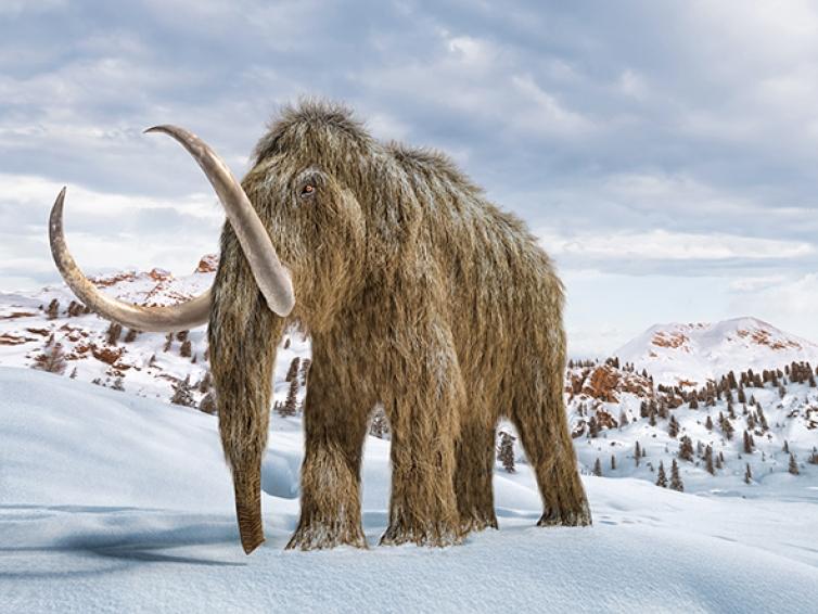 Mammoth