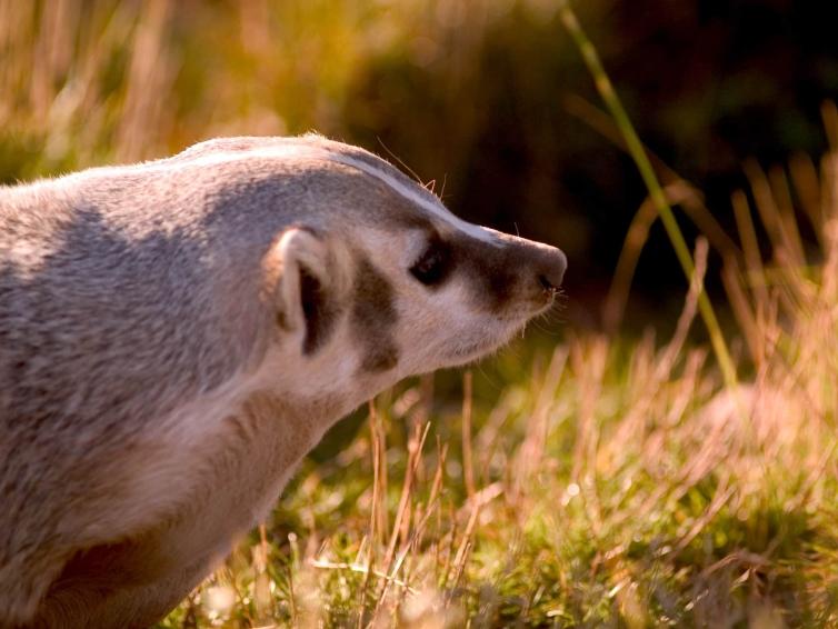Badger