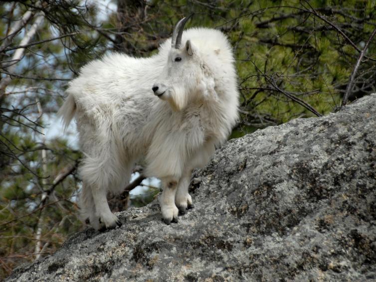 Mountain Goat