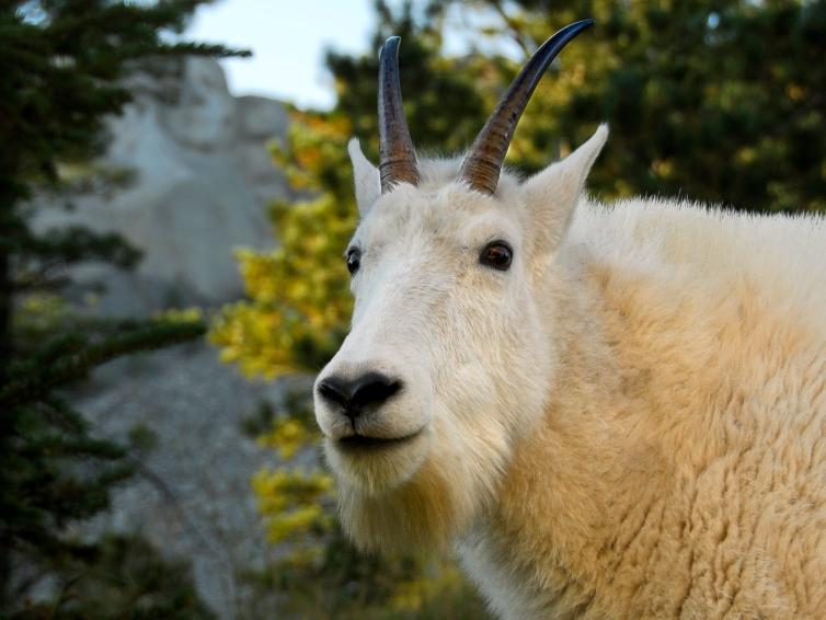 Mountain Goat