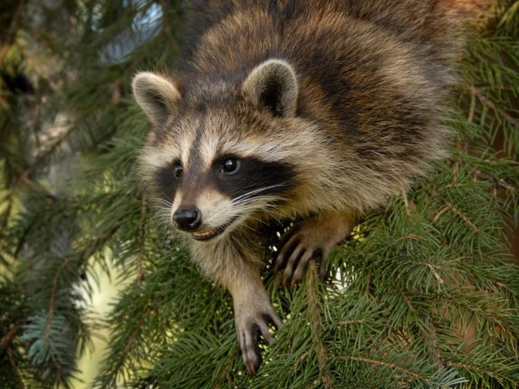 Racoon