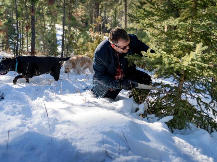 Christmas Tree Cutting