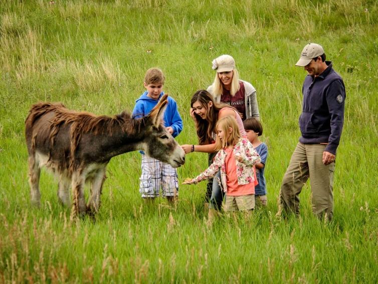 Begging Burros