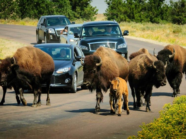Driving on Wildlife Loop