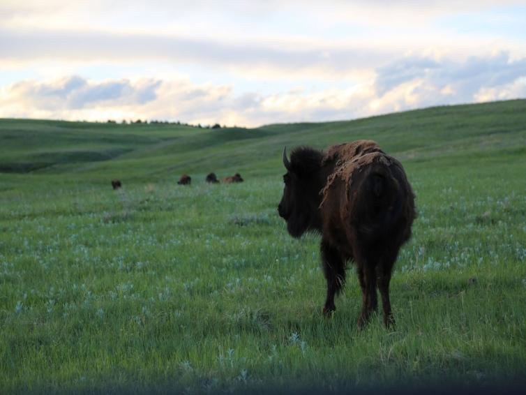 Bison