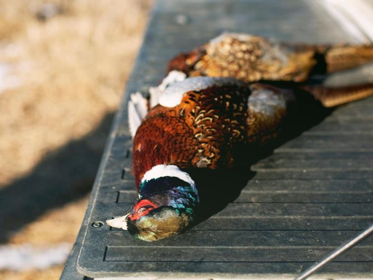 Pheasant