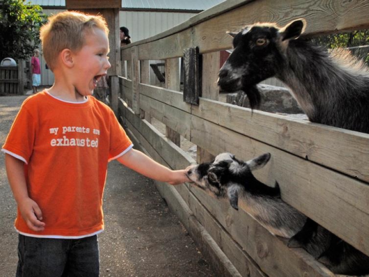 A child in an orange shirt reaches out a hand to the goats at Bramble Park Zoo.