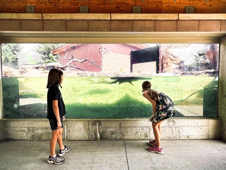 Two older children watch animals swim at an exhibit at the Bramble Park Zoo in Watertown, South Dakota.