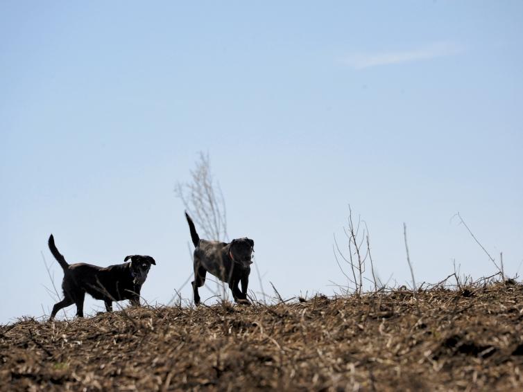Hunting dogs