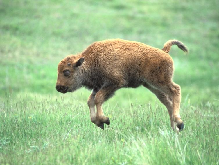 Baby bison