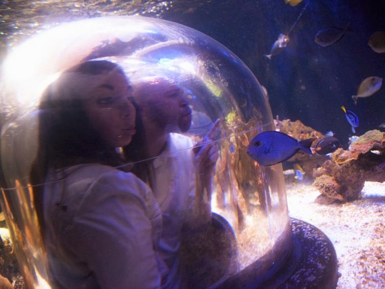 Sertoma Butterfly House & Marine Cove
