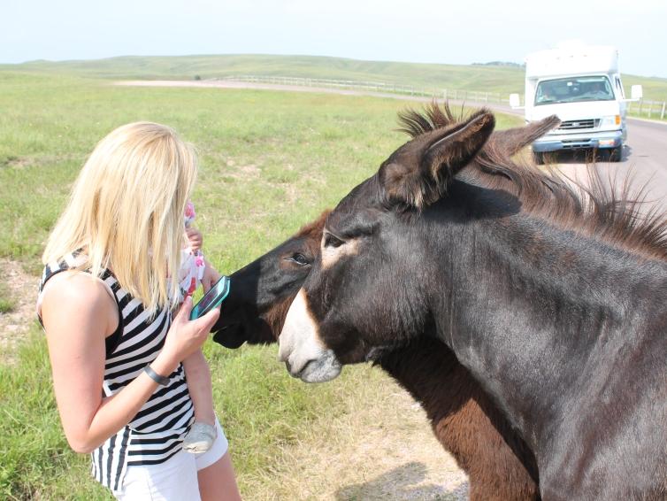 Begging Burros, Wildlife Loop Road