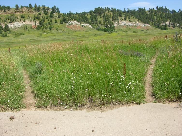 Spearfish