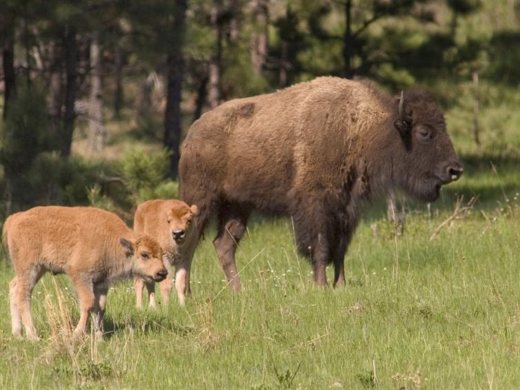 Bison
